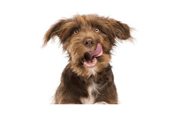 Meg kellett volna semmisítenie a nyúlhúst - ehelyett kutyaeledelként árulta