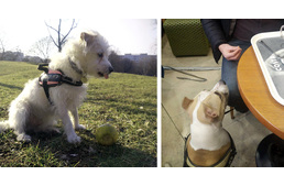 Élelem megtagadása - az egyik legfontosabb tananyag a kutyának