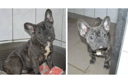 Menhelyről loptak kutyát - Frissítve: Carlos előkerült!