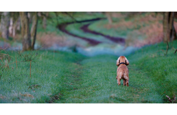 Kutyadetektív ügynökség kutat Csehországban az elveszett kedvencek után