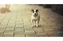 5+1 lépés, amit tehetsz, ha Szilveszter után kóbor kutyát találsz