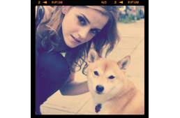 Sztárok és sztárkutyák II.