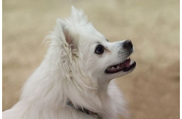 Miért színezi meg a könny a szőrt? 