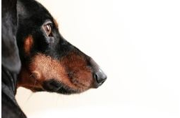 Rendőrnő mentett meg egy epilepsziás tacskót Budapesten