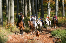 Békében az erdőkben