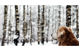 Korlátozzák az erdőlátogatást március közepéig a Gemenc Zrt-nél