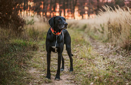 Kutyaséta alatt is tehetsz a környezetedért!