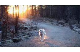 Erdőlátogatási tilalom a dunántúli erdőkben
