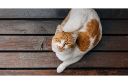 Svédországban kötelezővé válik a macskák ivartalanítása