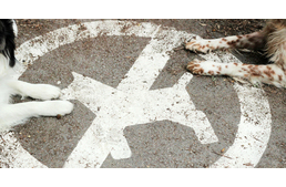 Érsekkert - Eger legnagyobb parkjából kitiltották a kutyákat