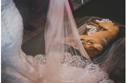 Egy magányos kutya zavarta meg az esküvőjüket - így váltak egy családdá