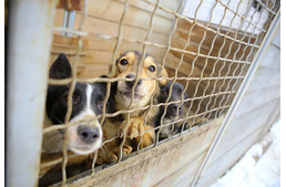 Így segíthetsz a menhelyi kutyáknak a járvány idején