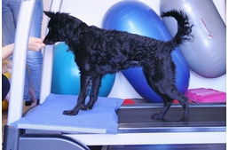 Terápiával a négylábúakért