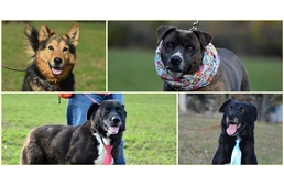 Ezüst Mancsok - egy különleges kezdeményezés az idős menhelyi kutyákért