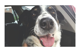 Fagyállóval főzött étellel mérgeztek kutyát - jutalom a nyomravezetőnek