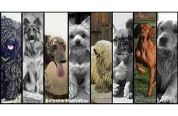 Megszüntetné a nem magyar kutyafajták tenyésztésének felügyeletét a kormány