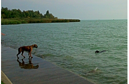 Kutyával strandolni?