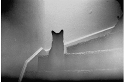 Tényleg létezik az a bizonyos hatodik érzék?