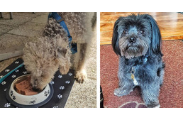 Kutyás étlappal várja a kutyabarát kávézó a négylábú vendégeket