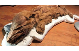 50 ezer éves, jégbe fagyott farkaskölyköt találtak Kanadában