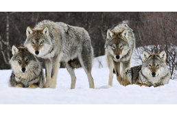 Különleges mellény védheti a kutyákat a farkastámadásoktól