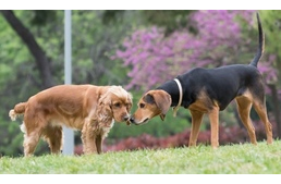 Mit árul el a kutya farka?