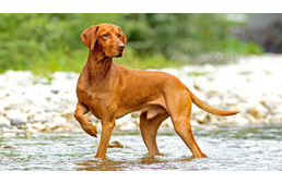 Magyar fajták, amelyekre büszkék lehetünk