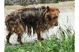 Fejbe lőttek egy kutyát Sopron mellett