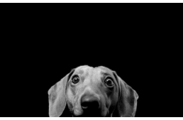 A kezed - mancsokért