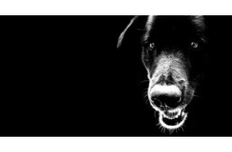 Feláldozta életét a kutya, hogy megmentse családját egy öngyilkos merénylőtől