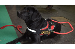 Kutyák támadtak rá egy vakvezető kutyára