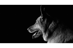 Elkeserítő számok: már több mint félezer eltűnt kutyáról érkezett bejelentés - Frissítve!