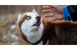 Bizonyították: a kutyák jobban félnek a férfiaktól, mint a nőktől 