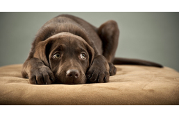 Alvászavar kutyáknál III. - Félelem és nyugtalanság