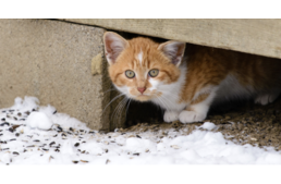 Betiltják Kiskunhalason a kóbor állatok etetését a közterületeken