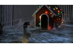 Te is úgy várod a karácsonyt, ahogy ez a kutya?