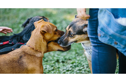 Valaha árvák voltak, ma már boldog gazdis kutyák