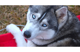 Európa legjobb szánhúzó kutyái érkeznek Magyarországra