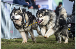 Tizenkilenc magyar érem a Kutyafogathajtó Európa-bajnokságon!