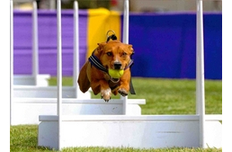 Kutyás sportok- A flyball