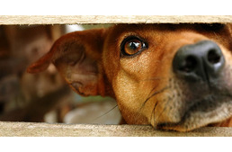 7 érv, miért fogadj örökbe kutyát