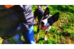 Folti története, avagy hogyan lesz egy megunt, antiszociális állatból jó kutya