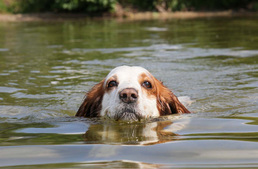 Harcsák jelenthetnek veszélyt a fürdőző kutyákra?