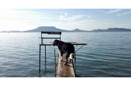 Egy napra bezár augusztusban a Fonyódi Kutyabarát Fürdőhely