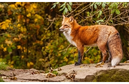 Ebzárlat 2017 őszén - itt a teljes településlista időpontokkal