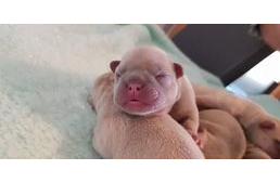 Várandós anyukára támadtak a rablók, akik az újszülött kiskutyákat akarták - Frissítve!