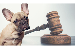 Ismét csak egy felfüggesztettet ítélt a bíróság egy kutya gyilkosának