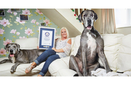 Nem csak a világ legmagasabb kutyája ez a dog, de immár ő a legöregebb is