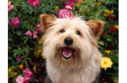 Visszafejlődött a kutyák problémamegoldó készsége?