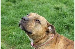 Nagy-Britannia legmagányosabb kutyája szerepelhet az új Transformers filmben